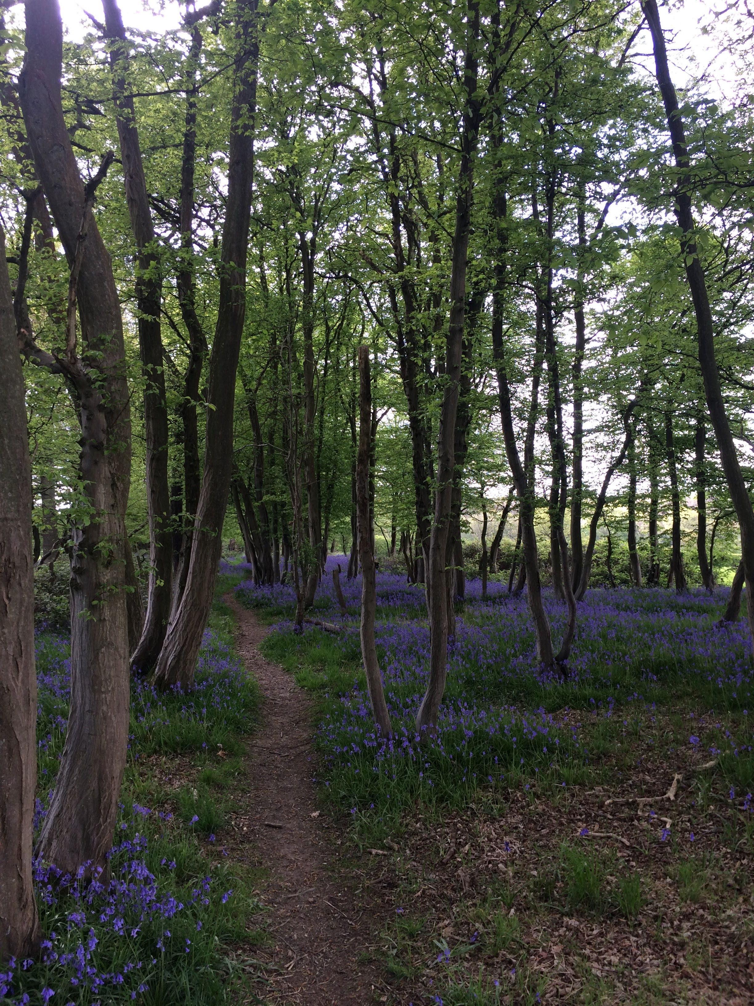 Bluebell woods