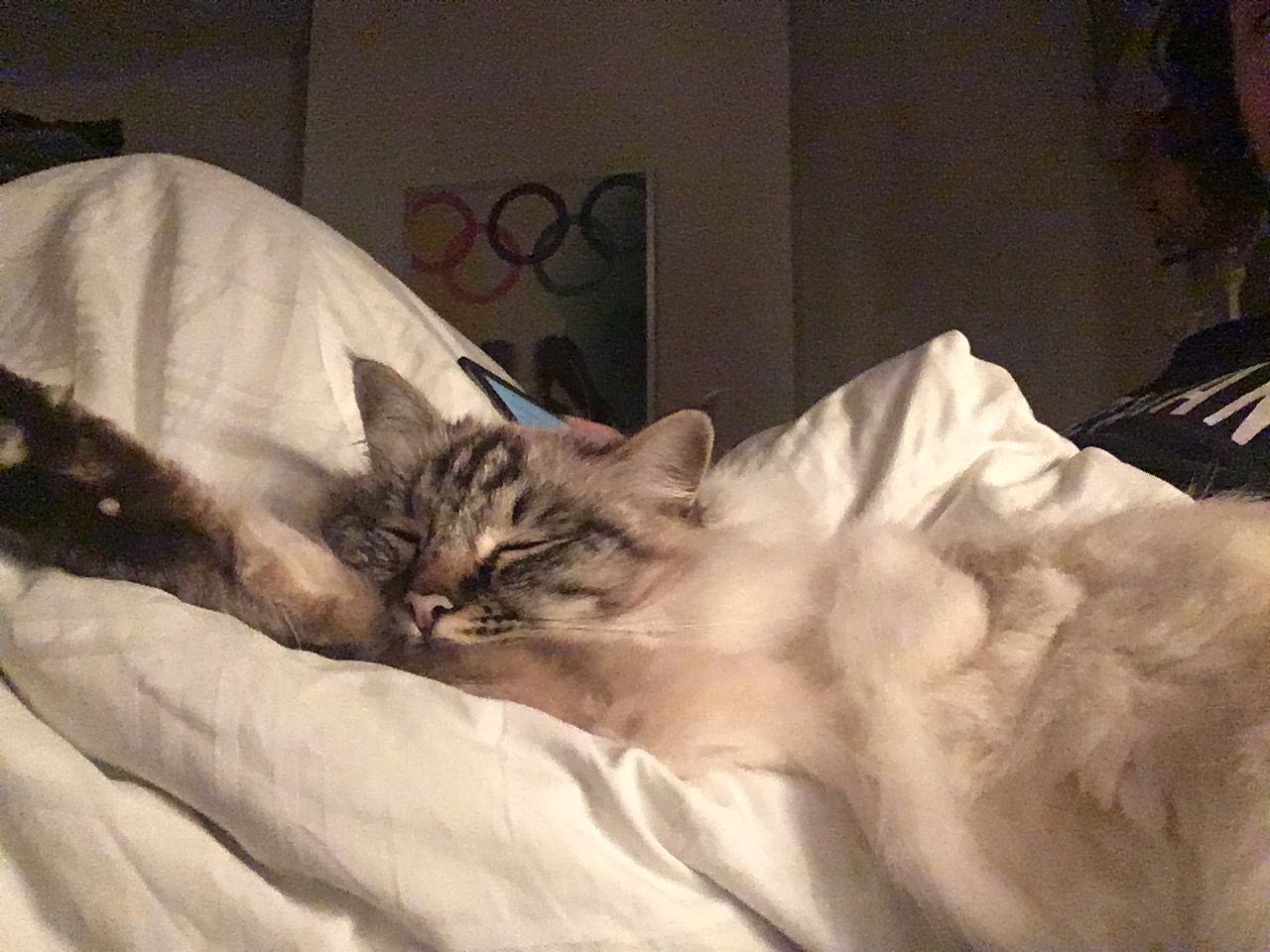 Kiwi sleeping on the bed