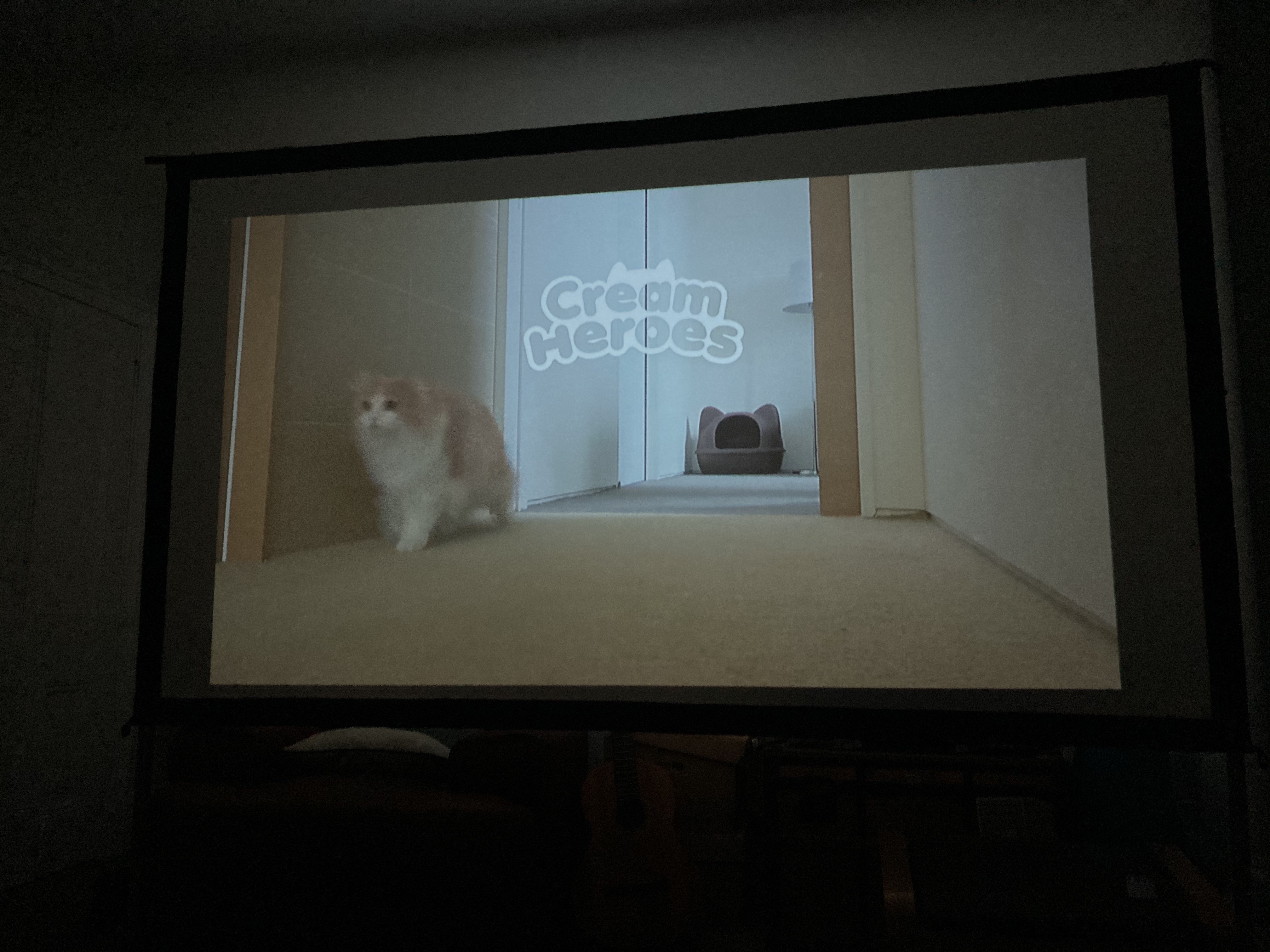 Essential viewing of cat videos when testing out the projector screen at home